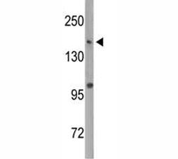 Dnmt1 Antibody