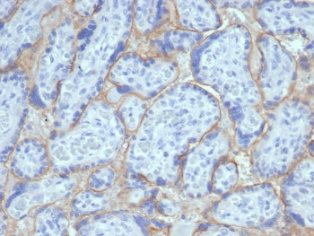 IHC staining of FFPE human placental tissue with recombinant EGFR antibody (clone EGFR/6390R). HIER: