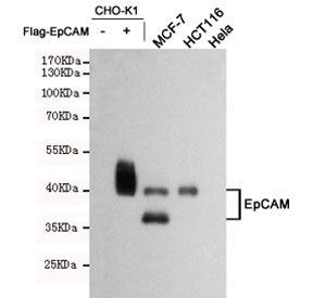 Western blot testing of lysate from CHO-K1, EpCAM transfected CHO-K1, MCF7 (+ control), HCT116 (+ co