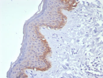 IHC staining of FFPE human skin tissue with Cytokeratin 15 antibody (clone KRT15/8312R). HIER: boil 