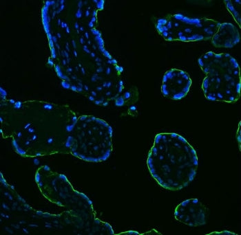 Immunofluorescent staining of FFPE human placental tissue with Placental Alkaline Phosphatase antibo