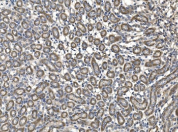 Milk fat globule 1 Antibody / Mfg-e8 / Lactadherin