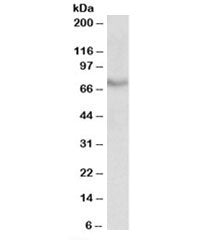 BIRC3 Antibody