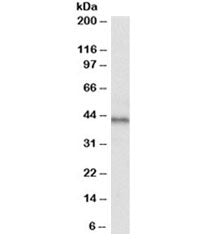 CXCR7 Antibody