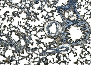 Ccl21a Antibody