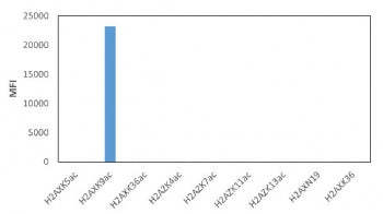 This recombinant Acetyl-Histone H2A.X antibody specifically reacts to Histone H2AX acetylated at Lysine 9 (K9ac). No limited cross reactivity with acetylated Lysine 5 (K5ac), Lysine 36 (K36ac) in Histone H2AX, Lysine 4 (K4ac), Lysine 7 (K7ac), Lysine 11 (K11ac), Lysine 13 (K13ac) in Histone H2AZ, or non-modified Asparagine 19 (N19), Lysine 36 (K36) in Histone H2AX.