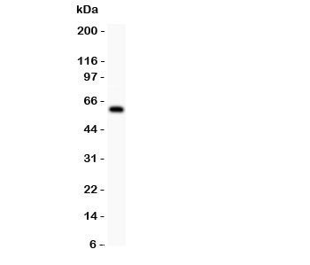 DR3 Antibody