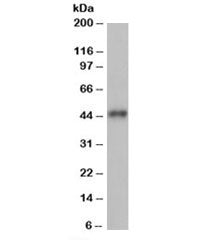 ACTR1B Antibody