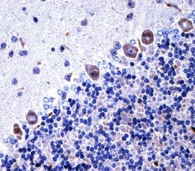 Csf1r antibody immunohistochemistry analysis in formalin fixed and paraffin embedded mouse cerebellu