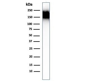 Western blot testing of human spleen lysate with CD45RA antibody (clone SPM504). Expected molecular 