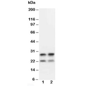 MBP Antibody