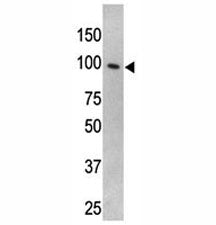 TLR5 Antibody