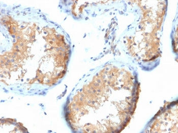 Vinculin Antibody