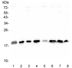 Cofilin Antibody