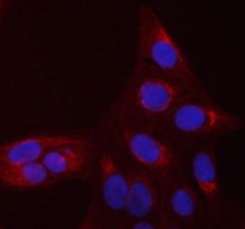 CDC42 Antibody