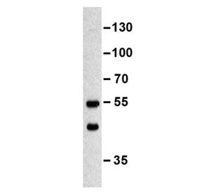 MINPP1 Antibody
