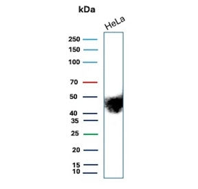 CD147 / Emmprin / Basigin Antibody
