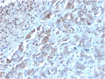 IHC staining of FFPE human adrenal gland with IL-2 antibody (clone IL2/3949). HIER: boil tissue sect