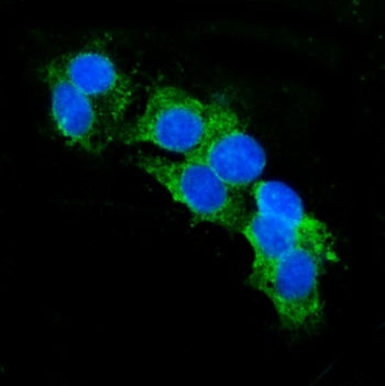 Immunofluorescent staining of FFPE human HepG2 cells with CD13 antibody (green) and DAPI nuclear sta