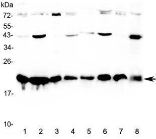 HP1 gamma Antibody / Heterochromatin protein-1 gamma / CBX3