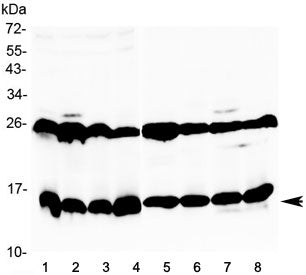 Western blot testing of 1) mouse thymus, 2) mouse kidney, 3) mouse testis, 4) mouse ovary, 5) rat he