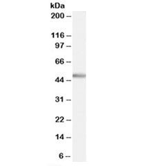PTF1A Antibody