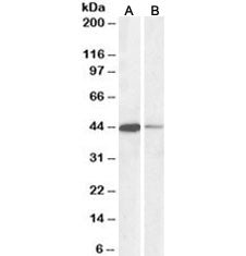 CREB Antibody