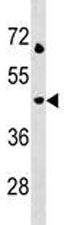 LAMP3 Antibody