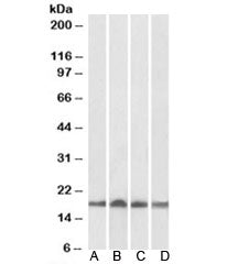 UBE2L3 Antibody