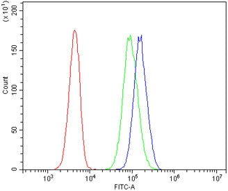 ZAP70 Antibody