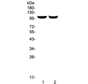 Dynamin 2 Antibody / DNM2