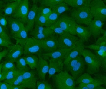 Immunofluorescent staining of FFPE human A549 cells with IFN2 antibody (green) and DAPI nuclear stai