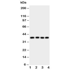 Bmi1 Antibody