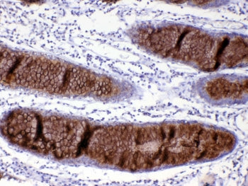 MUC2 Antibody / Mucin 2