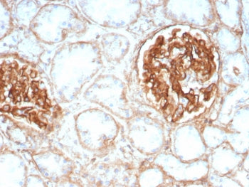 IHC staining of FFPE human kidney tissue with CD29 antibody (clone ITGB1/8744R). HIER: boil tissue s