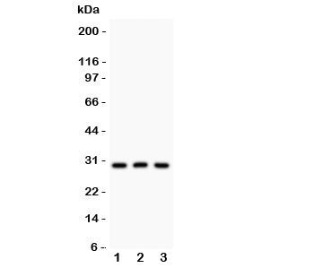 HOXA9 Antibody