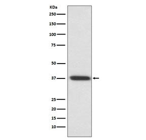 Western blot testing of rat eyeball lysate with Rhodopsin antibody. Predicted molecular weight ~40 k