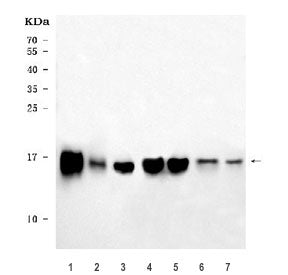 Western blot testing of 1) rat heart, 2) rat liver, 3) rat brain, 4) mouse heart, 5) mouse liver, 6)
