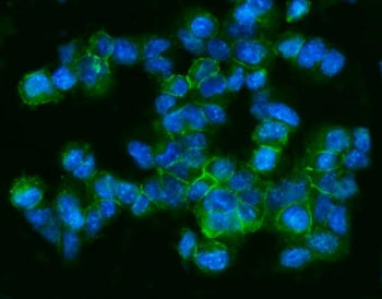 Immunofluorescent staining of FFPE mouse HEPA1-6 cells with Cd9 antibody (green) and DAPI nuclear st