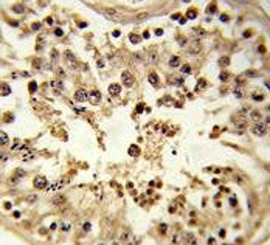 IHC testing of FFPE human testis tissue with CDC42EP3 antibody. HIER: steam section in pH6 citrate b