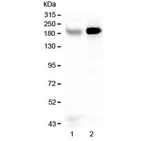 RRBP1 Antibody / Ribosome binding protein 1