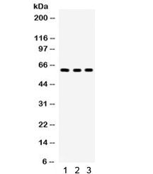 Yes Antibody