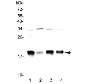 Western blot testing of 1) rat brain, 2) rat small intestine, 3) mouse brain and 4) mouse small inte
