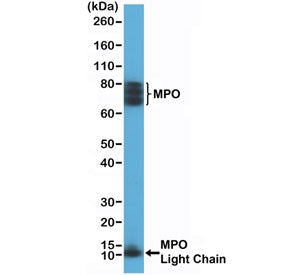 Western blot testing of human HL60 cell lysate with recombinant Myeloperoxidase antibody at 1:200 di