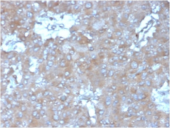 IHC staining of FFPE human adrenal gland tissue with IL15 antibody (clone IL15/4355). HIER: boil tis