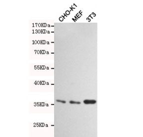HtrA2 / Omi Antibody