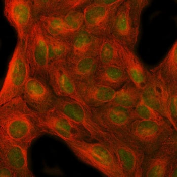 Immunofluorescent staining of FFPE human U-2 OS cells with MFAP1 antibody (green) and Beta Tubulin m