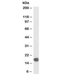 Western blot testing of human muscle lysate with biotinylated COX4I1 antibody at 0.1ug/ml. Predicted
