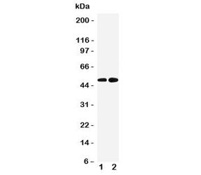 Western blot testing of Alpha 2a Adrenergic Receptor antibody and Lane 1: human HeLa; 2: human PANC-