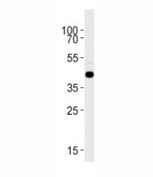 S1pr1 Antibody